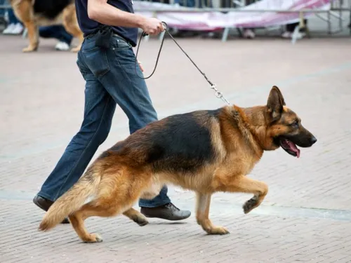 Ombrée d'Anjou. Une petite fille de 6 ans tuée par un berger allemand
